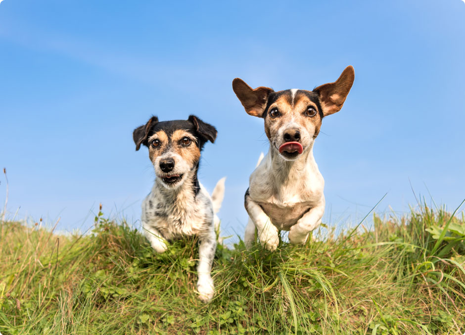 Dogs Playing