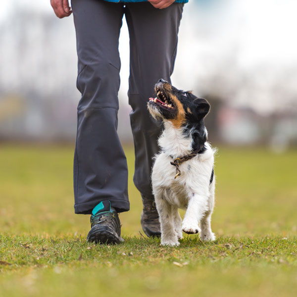 Jack Russell in Training